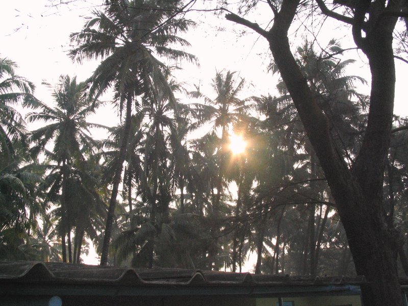 Sunrise thru the Palm tops Sunrise thru the Palm tops
